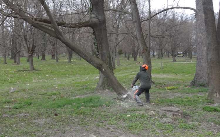Véget értek a fakivágások a Várkertben