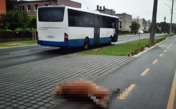 Ajka belvárosába tévedt egy szarvas, elütötte egy busz