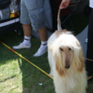 2 x CAC Nemzeti Kutyakiállítás – Pápa