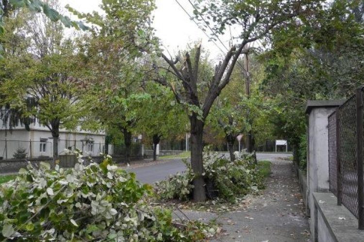 Rettenetes gallyazás a Vasvári utcában