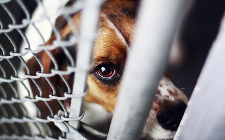 Megverte és fojtogatta élettársa kutyáját a Pápa-közeli faluban