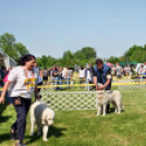 2 x CAC Nemzeti Kutyakiállítás – Pápa