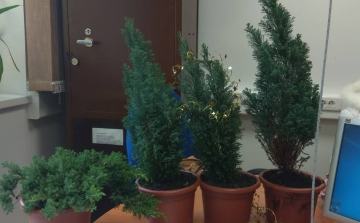 Megkerültek a lopott dísznövények