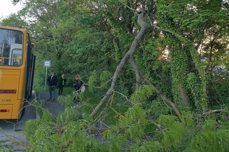 Letört egy faág a Juhar utcán, pont a buszmegállónál