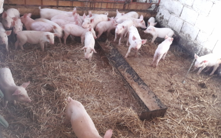 Malacokat lopott, elfogták