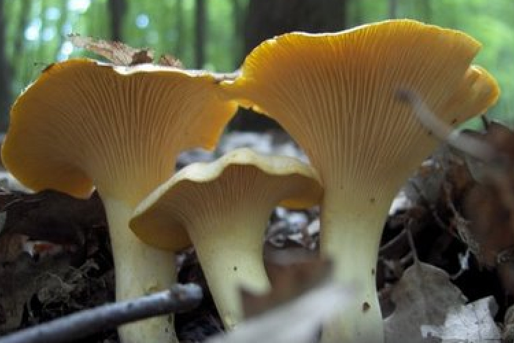 Öt gombafajta, ami nem csak finom, de gyógyít is!