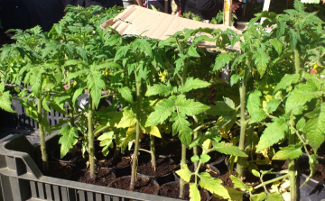 Zöldségeket lopott