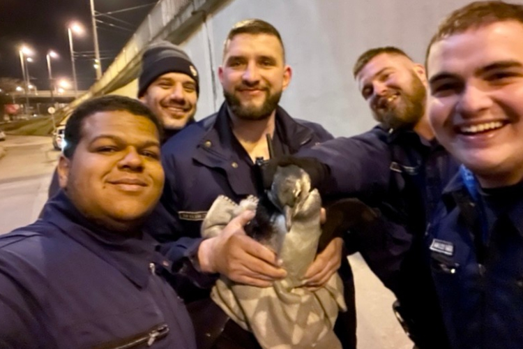 Szabálytalanul közlekedő pingvint fogtak a rendőrök Budapesten