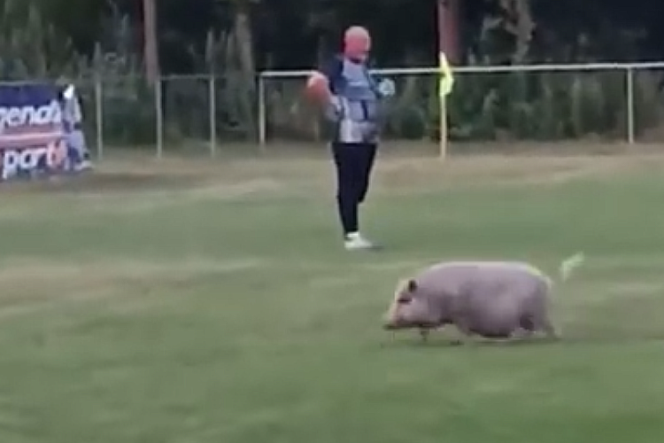 Beszaladt egy disznó a pályára a Takácsi focimeccsén - Videó