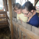 Pápai Agrárexpo - 2015 - Képgeléria