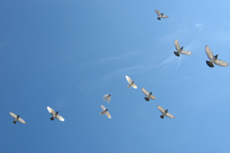 Jelentősen megfogyatkozott India madárpopulációja az elmúlt évtizedekben