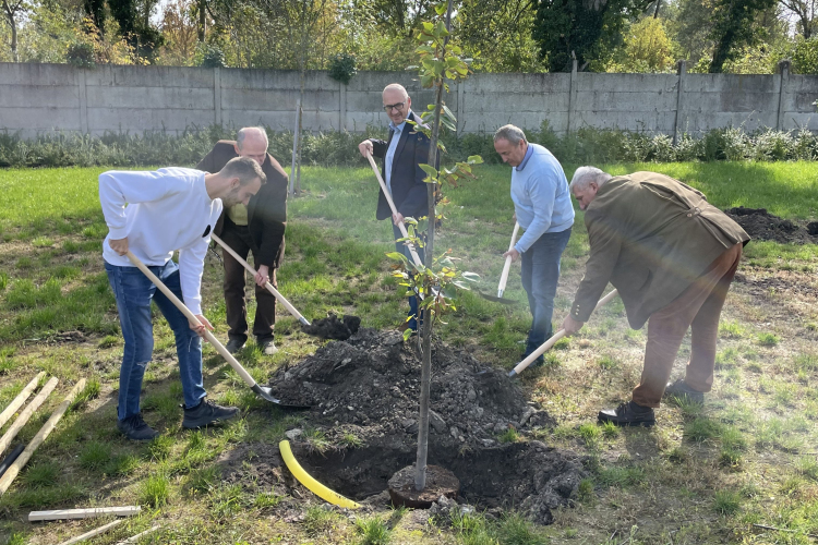 30 darab nagyméretű facsemetét nyert pályázati úton az önkormányzat