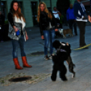 Flashmob az Állatok Világnapján - Pápa