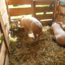 XX. Pápai Agrárexpo - Szombat