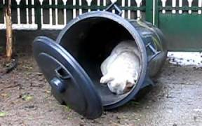 Vádemelés a garázdák ellen