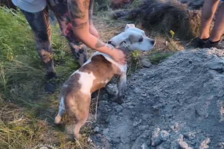 Beszorult egy üregbe egy kutya Pápa közelében, tűzoltók mentették ki