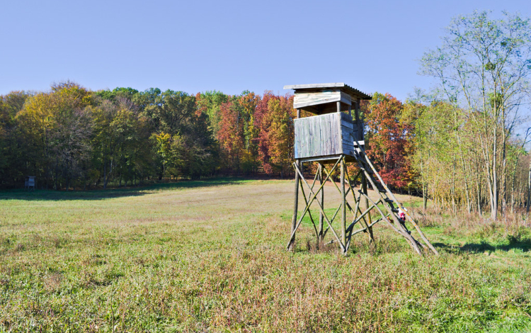 Kismacskát lőtt meg a vadászlesről egy 27 éves vadász az egyik bakonyi falunál