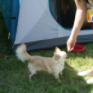 2 x CAC Nemzeti Kutyakiállítás – Pápa