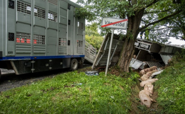 Felborult egy élő állatokat szállító kamion Városlődnél