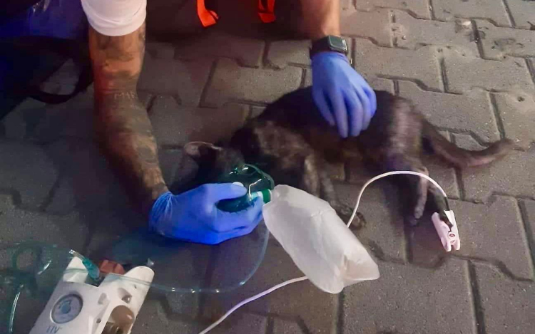 Házi kedvenc életét mentették meg a tűzoltók és a mentők