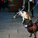 Flashmob az Állatok Világnapján - Pápa