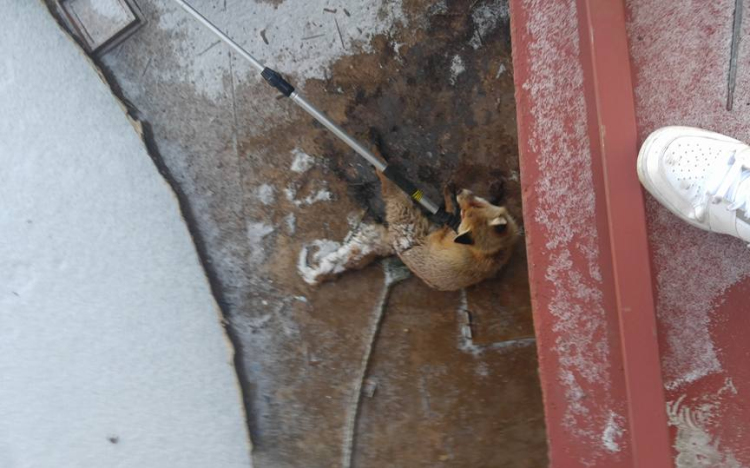 Rókát mentettek! Odafagyott a lába a stéghez