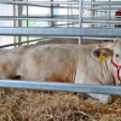 Pápai Agrárexpo - 2018 - Vasárnap