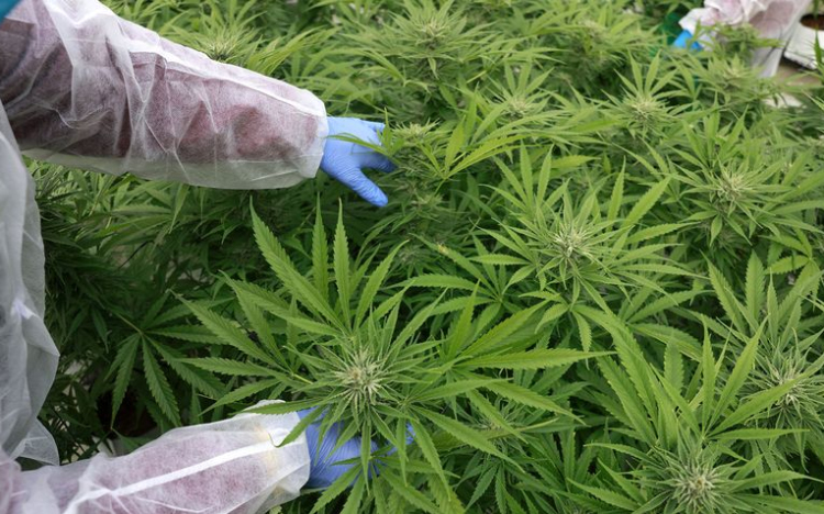 A Rába árterében termesztettek kábítószert