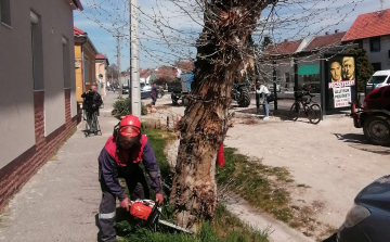 Új fasort ültetnek a Vásár utcában