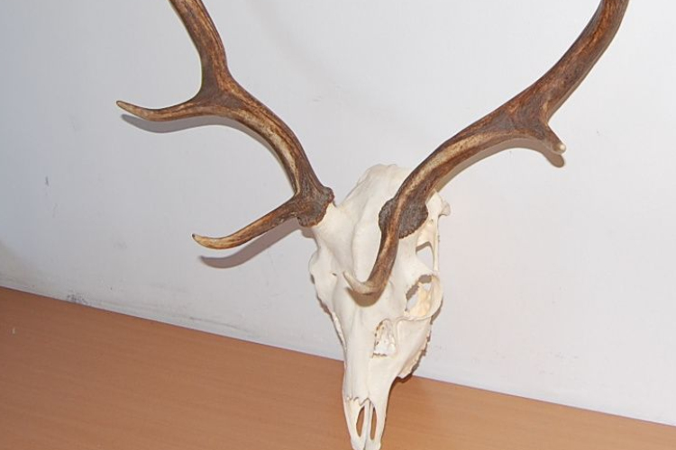 Előkerültek a trófeák a házkutatásnál