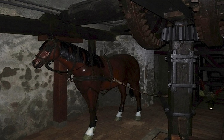 Samu és a többi ló