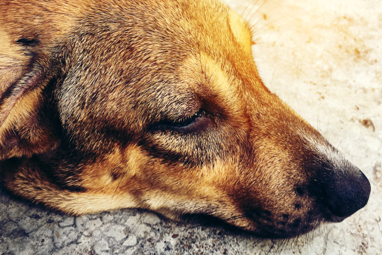 Fához kötötte a kutyáját és az erdőben hagyta 7 kölykével