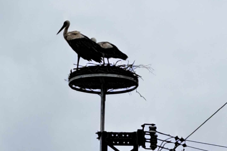 Az E.On segítségével biztonságosan építhet fészket a gólyapár a Közgáznál