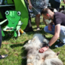 2 x CAC Nemzeti Kutyakiállítás – Pápa