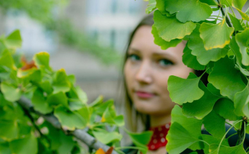 Szellemi frissesség a változó évszakokban – Koncentráció javítása ginkgo biloba kivonattal