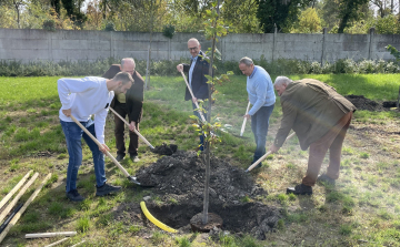 30 darab nagyméretű facsemetét nyert pályázati úton az önkormányzat