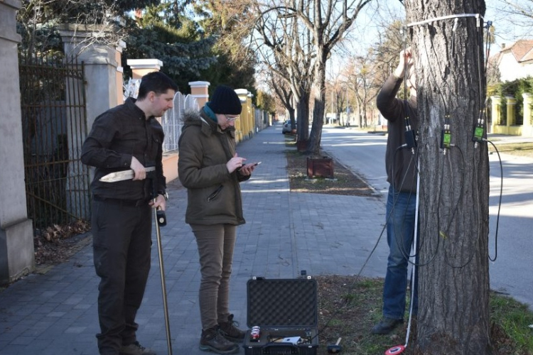 Pápai fasorok állapotát mérték fel