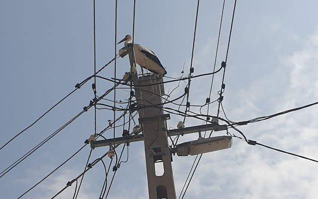 Bajban vannak a nagyteveli gólyák