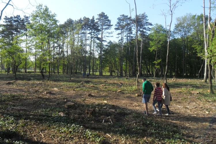 Erdőirtás, vagy parkrendezés zajlik a Külső-Várkertben?