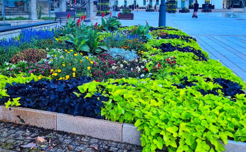 Virágos Magyarország Verseny - Különdíjat kapott Pápa!