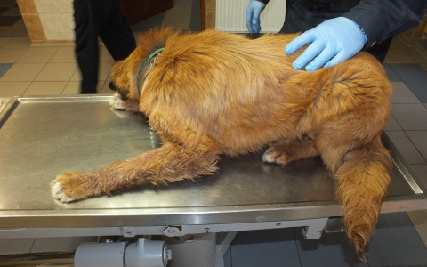 Állatkínzás miatt kell felelnie