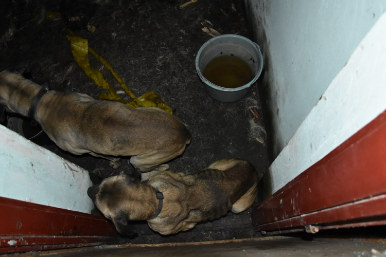 Állatkínzás - Sanyarú körülmények között tartották a kutyákat