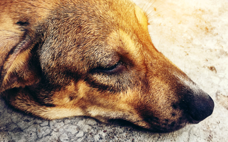 Fához kötötte a kutyáját és az erdőben hagyta 7 kölykével