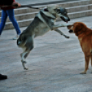 Flashmob az Állatok Világnapján - Pápa