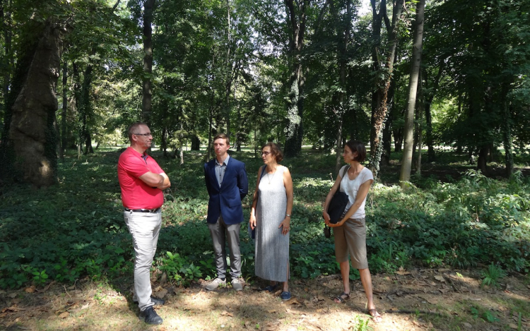 Több száz fát vágnak ki a Várkertben - Mutatjuk az okokat!