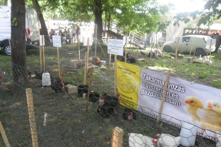 XX. Pápai Agrárexpo - Szombat