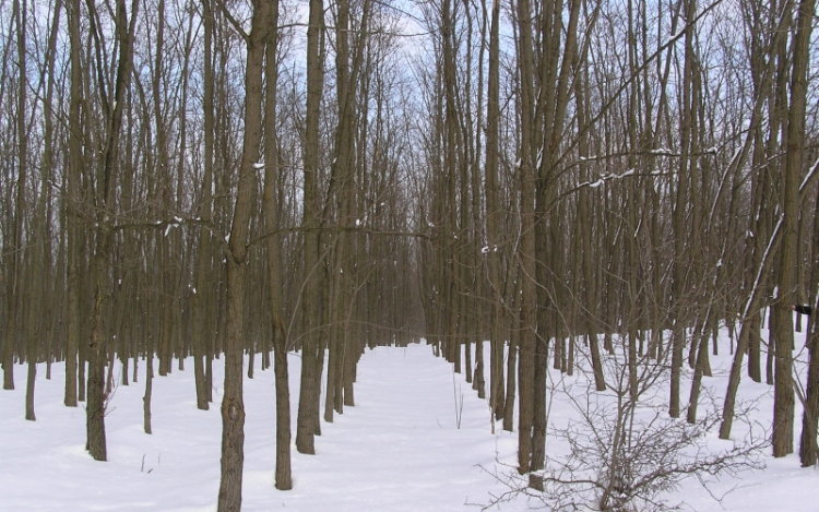 Megdézsmálta az akácost