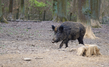 Kilőtték a margitszigeti vaddisznót